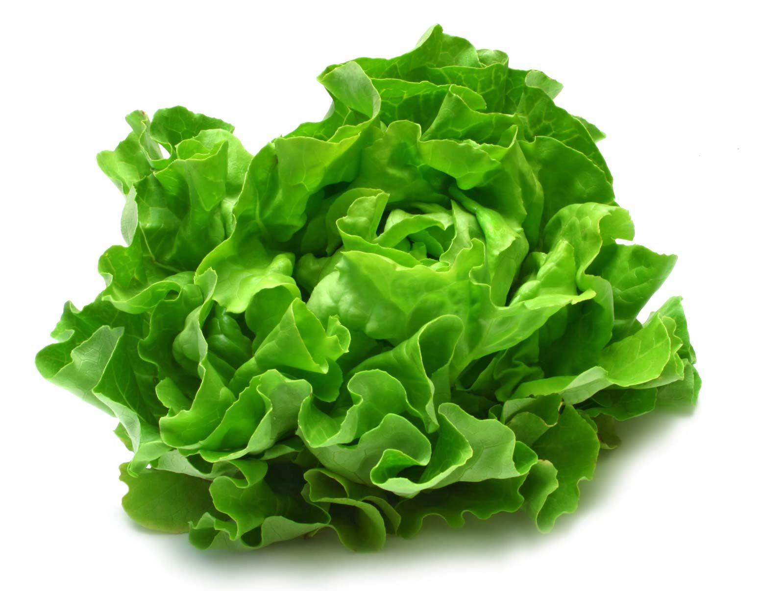 Lettuce group
