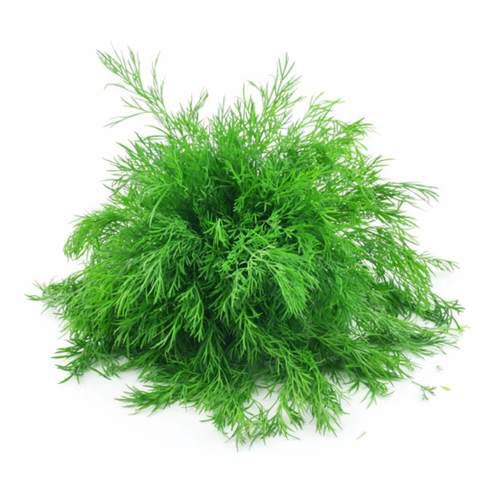 Dill
