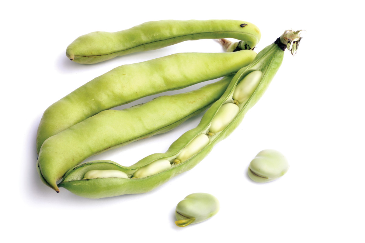 Baladi fava beans