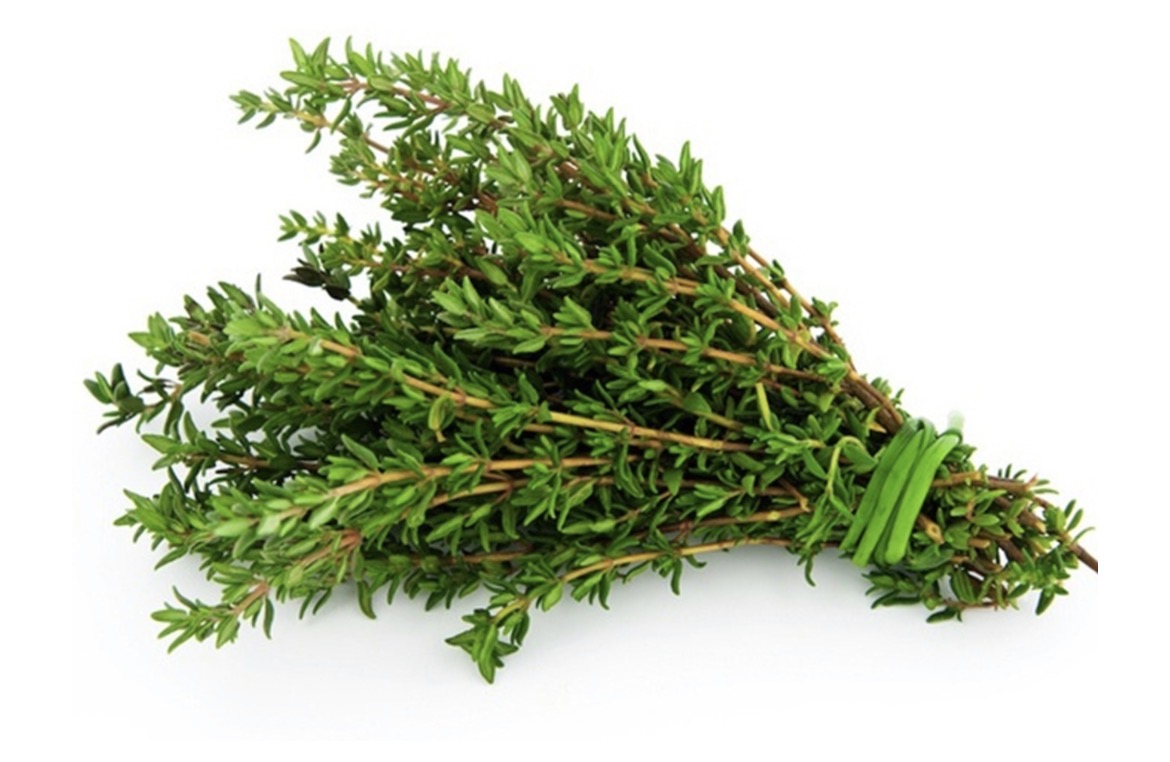 Persian Thyme