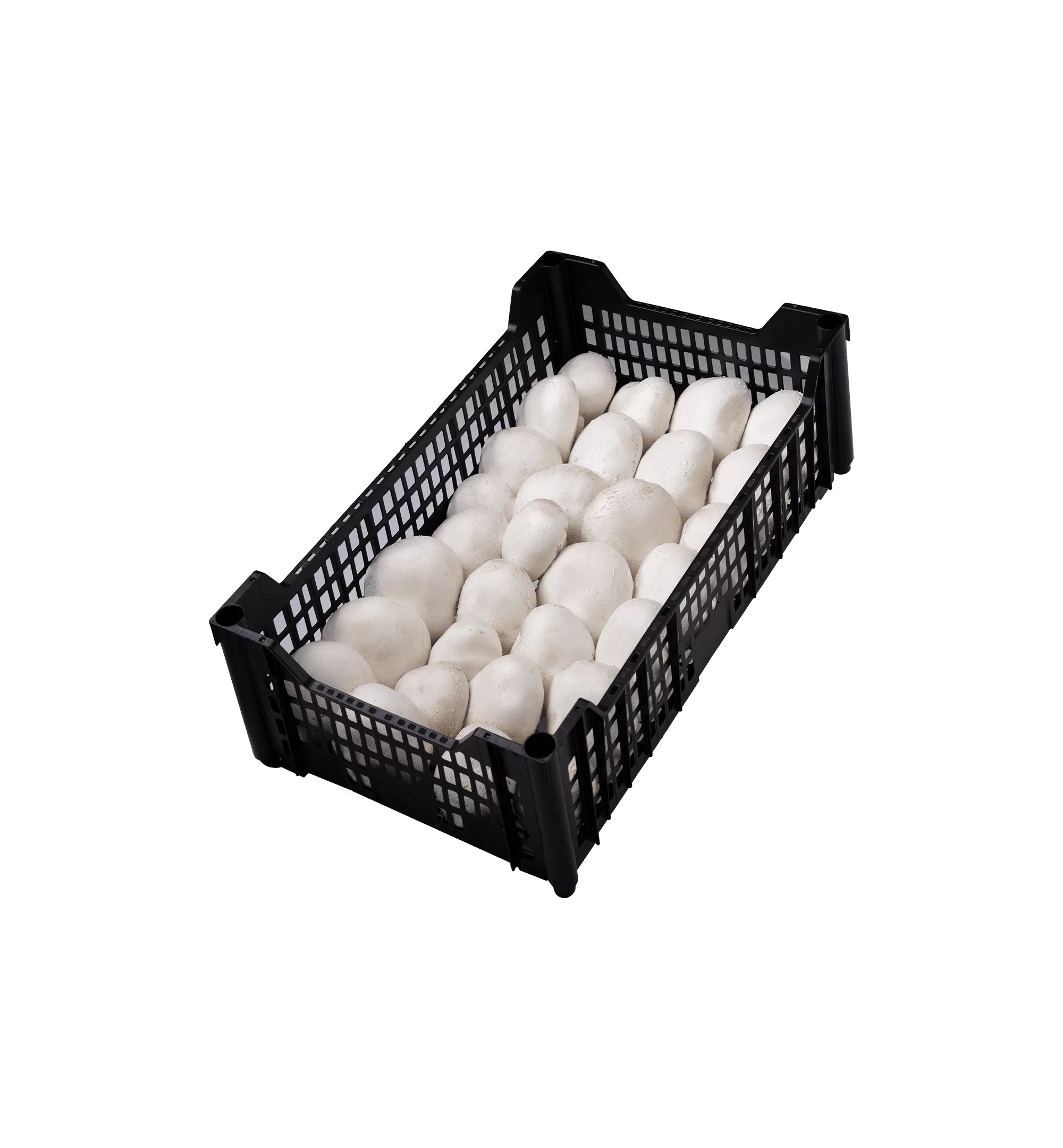 Mushrooms Champignon